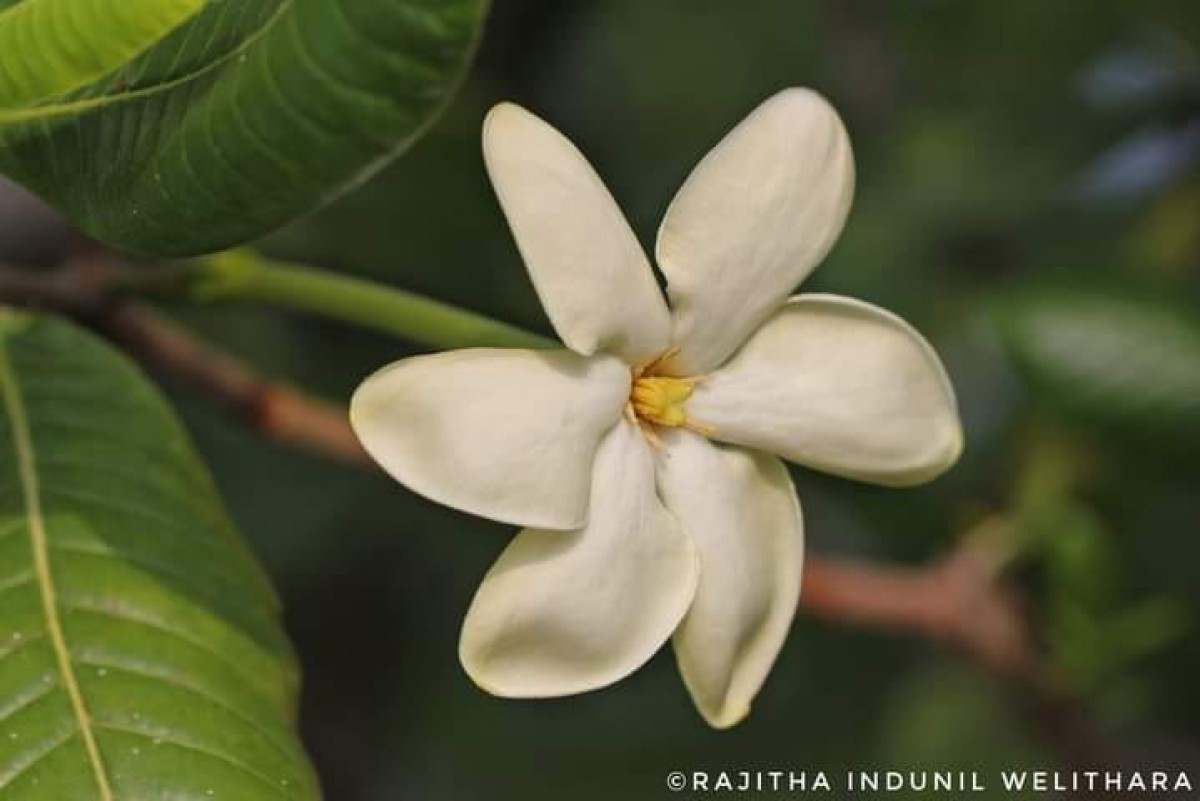 Gardenia fosbergii Tirveng.